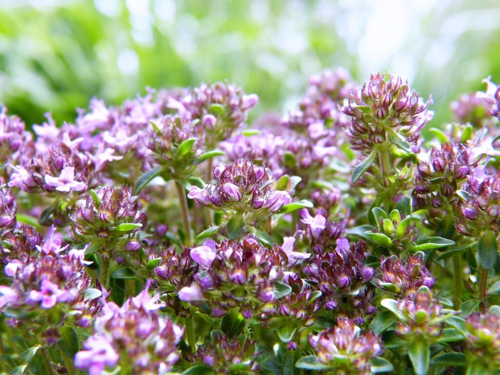 30000+ Stck Roter Kriechender Thymian  Winterharter Bodendecker Mehrjhrig